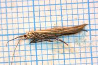 Coleophora ornatipennella