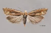 Eucosma hohenwartiana