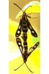 Chamaesphecia empiformis