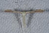Adaina microdactyla/Hellinsia  carphodactyla