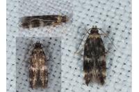 Oegoconia