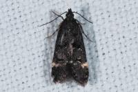 Dichomeris alacella