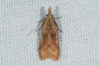 Dichomeris derasella