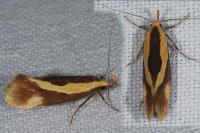 Harpella forficella