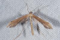 Emmelina monodactyla