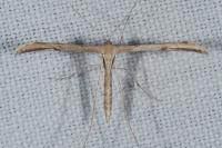 Emmelina monodactyla