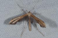 Emmelina monodactyla