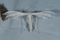 Pterophorus pentadactylus
