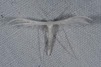 Pterophorus pentadactylus