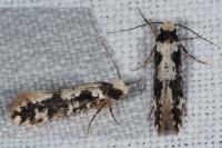 Neurothaumasia ankerella