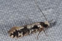 Neurothaumasia ankerella