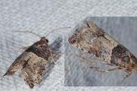 Gypsonoma aceriana