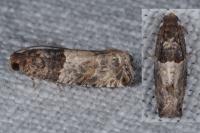 Gypsonoma aceriana
