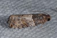Gypsonoma aceriana