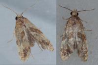 Phalonidia contractana