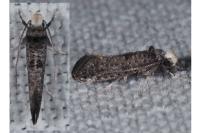 Paraswammerdamia nebulella