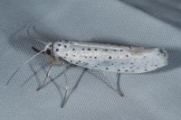 Yponomeuta evonymella