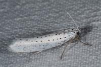 Yponomeuta evonymella