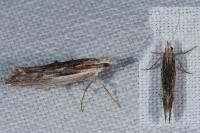 Ypsolopha scabrella
