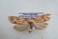 Rhyacionia pinicolana