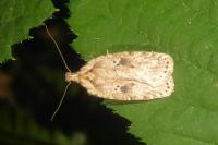 Agonopterix arenella