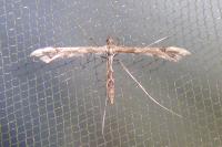 Amblyptilia acanthadactyla