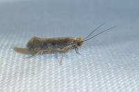 Monopis crocicapitella