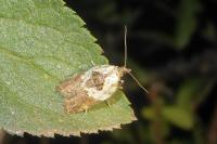 Acleris variegana