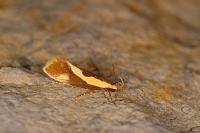 Harpella forficella