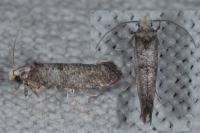 Paraswammerdamia