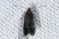 Aproaerema anthyllidella