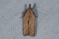 Dichomeris limosella
