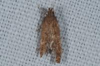 Helcystogramma lutatella