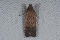 Helcystogramma triannulella