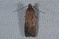 Helcystogramma triannulella