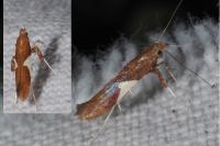 Caloptilia stigmatella