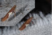 Caloptilia stigmatella