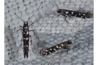 Parectopa ononidis