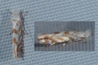 Phyllonorycter