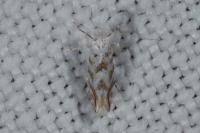 Phyllonorycter