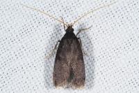 Homaloxestis