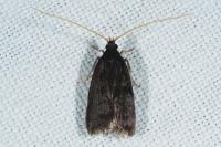 Homaloxestis