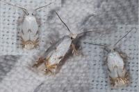 Pseudopostega crepusculella