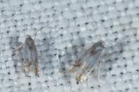 Pseudopostega crepusculella