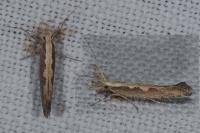 Plutella xylostella