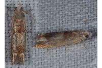 Eucosma conterminana