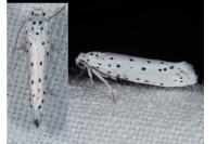 Yponomeuta