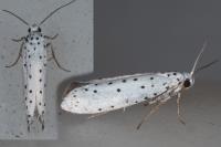 Yponomeuta