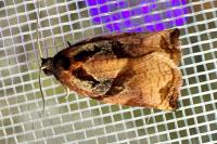 Archips podana