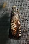 Grapholita compositella